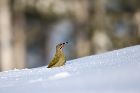 Picchio Cenerino - Grey Headed Woodpecker (Picus canus)