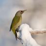 Picchio Cenerino - Grey Headed Woodpecker (Picus canus)