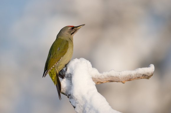 Picchio Cenerino - Grey Headed Woodpecker (Picus canus)