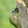 Picchio verde - Eurasian Green Woodpecker (Picus viridis)