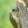 Picchio verde - Eurasian Green Woodpecker (Picus viridis)