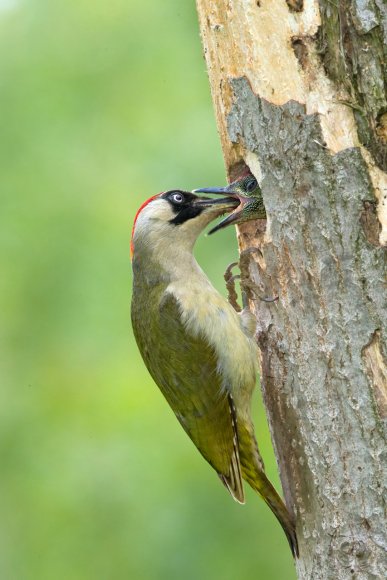 Picchio verde - Eurasian Green Woodpecker (Picus viridis)