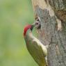 Picchio verde - Eurasian Green Woodpecker (Picus viridis)