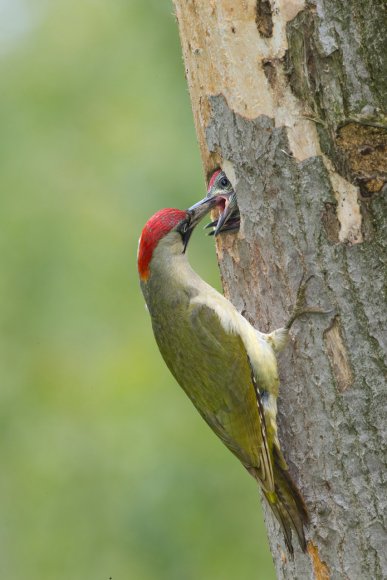 Picchio verde - Eurasian Green Woodpecker (Picus viridis)