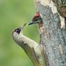 Picchio verde - Eurasian Green Woodpecker (Picus viridis)