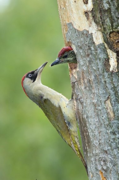 Picchio verde - Eurasian Green Woodpecker (Picus viridis)