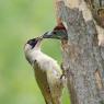 Picchio verde - Eurasian Green Woodpecker (Picus viridis)