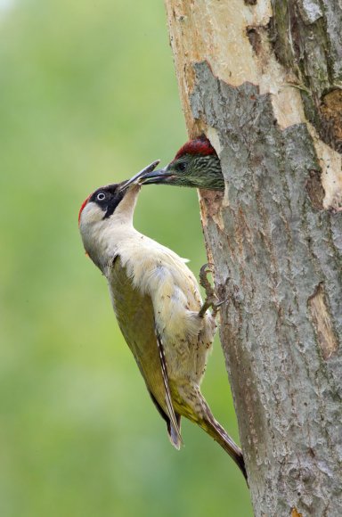 Picchio verde - Eurasian Green Woodpecker (Picus viridis)