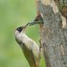 Picchio verde - Eurasian Green Woodpecker (Picus viridis)