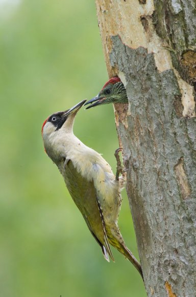 Picchio verde - Eurasian Green Woodpecker (Picus viridis)