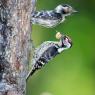 Picchio rosso minore - Lesser spotted woodpecker (Dryobates minor)