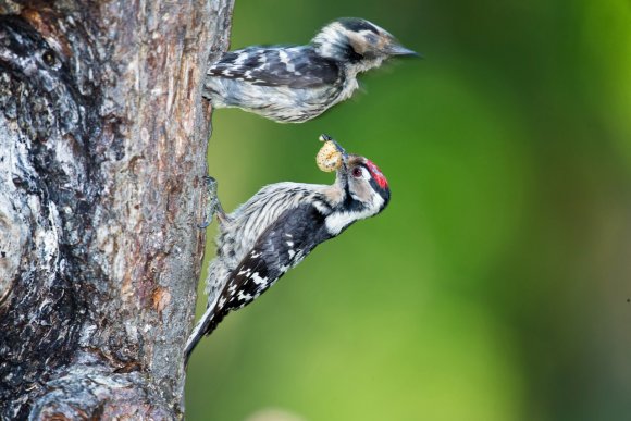 Picchio rosso minore - Lesser spotted woodpecker (Dryobates minor)