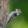 Picchio rosso minore - Lesser spotted woodpecker (Dryobates minor)