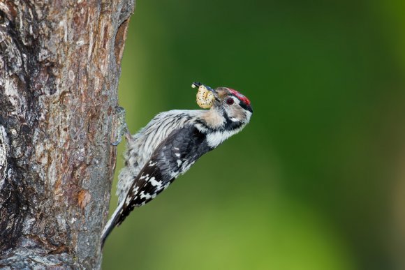 Picchio rosso minore - Lesser spotted woodpecker (Dryobates minor)