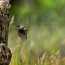 Picchio rosso minore - Lesser spotted woodpecker (Dryobates minor)