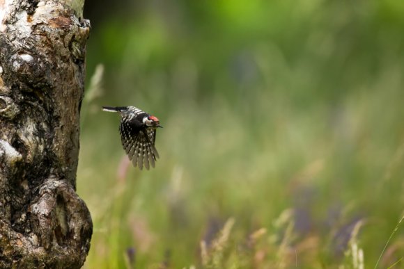 Picchio rosso minore - Lesser spotted woodpecker (Dryobates minor)