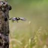 Picchio rosso minore - Lesser spotted woodpecker (Dryobates minor)