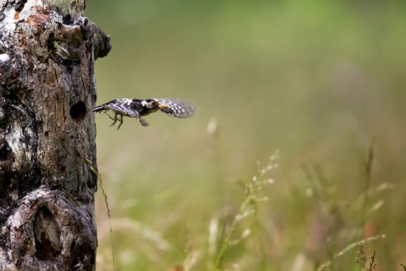 Picchio rosso minore - Lesser spotted woodpecker (Dryobates minor)