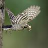 Picchio rosso minore - Lesser spotted woodpecker (Dryobates minor)