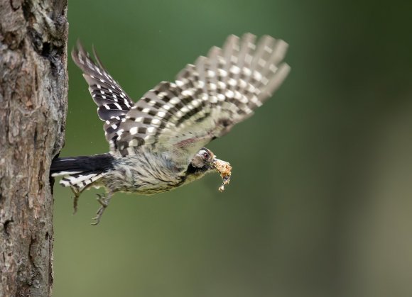 Picchio rosso minore - Lesser spotted woodpecker (Dryobates minor)