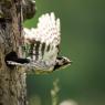 Picchio rosso minore - Lesser spotted woodpecker (Dryobates minor)