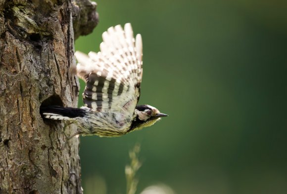 Picchio rosso minore - Lesser spotted woodpecker (Dryobates minor)