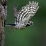 Picchio rosso minore - Lesser spotted woodpecker (Dryobates minor)