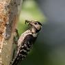 Picchio rosso maggiore - Great Spotted Woodpecker (Dendrocopos major)