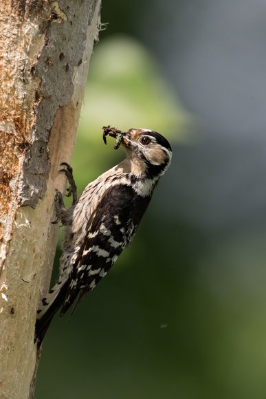 Picchio rosso maggiore - Great Spotted Woodpecker (Dendrocopos major)