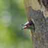 Picchio verde - Eurasian Green Woodpecker (Picus viridis)