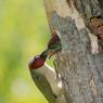 Picchio verde - Eurasian Green Woodpecker (Picus viridis)