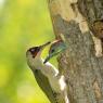 Picchio verde - Eurasian Green Woodpecker (Picus viridis)