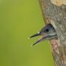 Picchio verde - Eurasian Green Woodpecker (Picus viridis)