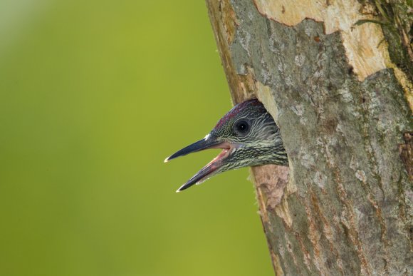 Picchio verde - Eurasian Green Woodpecker (Picus viridis)