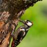 Picchio rosso maggiore - Great Spotted Woodpecker (Dendrocopos major)