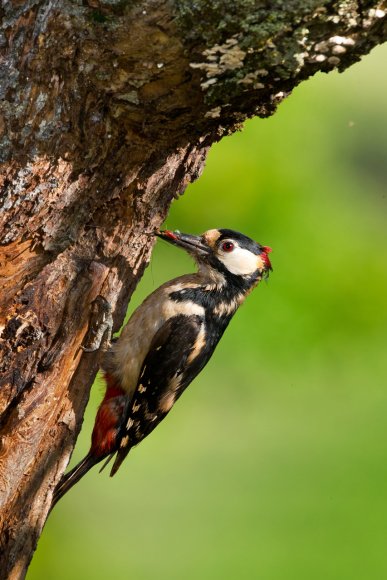 Picchio rosso maggiore - Great Spotted Woodpecker (Dendrocopos major)