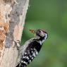 Picchio rosso maggiore - Great Spotted Woodpecker (Dendrocopos major)