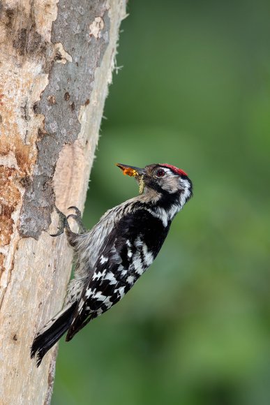 Picchio rosso maggiore - Great Spotted Woodpecker (Dendrocopos major)