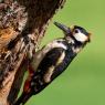 Picchio rosso maggiore - Great Spotted Woodpecker (Dendrocopos major)