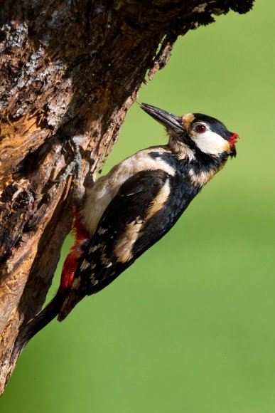 Picchio rosso maggiore - Great Spotted Woodpecker (Dendrocopos major)