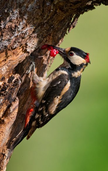 Picchio rosso maggiore - Great Spotted Woodpecker (Dendrocopos major)