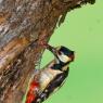 Picchio rosso maggiore - Great Spotted Woodpecker (Dendrocopos major)