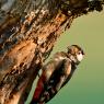 Picchio rosso maggiore - Great Spotted Woodpecker (Dendrocopos major)