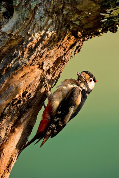 Picchio rosso maggiore - Great Spotted Woodpecker (Dendrocopos major)