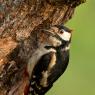 Picchio rosso maggiore - Great Spotted Woodpecker (Dendrocopos major)