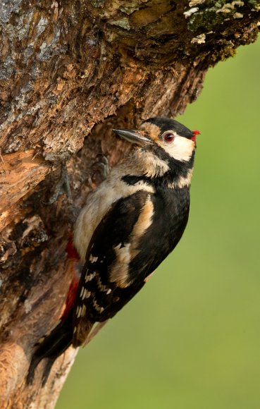 Picchio rosso maggiore - Great Spotted Woodpecker (Dendrocopos major)