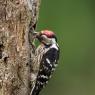 Picchio rosso maggiore - Great Spotted Woodpecker (Dendrocopos major)