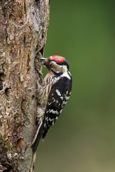 Picchio rosso maggiore - Great Spotted Woodpecker (Dendrocopos major)