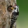 Picchio rosso maggiore - Great Spotted Woodpecker (Dendrocopos major)