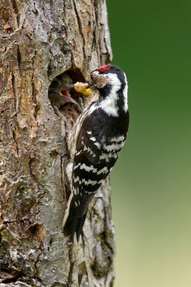 Picchio rosso maggiore - Great Spotted Woodpecker (Dendrocopos major)